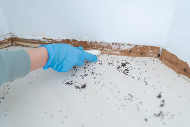 Best Rat Extermination Near Me  in Rochester, PA